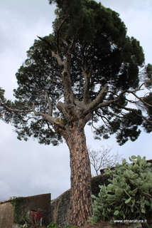 Pini masseria Cosentini